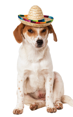Enchiwawa Sombrero Dog Costume