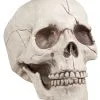 GENERIC Skull Jawbone With Movable Jaw Accessory
